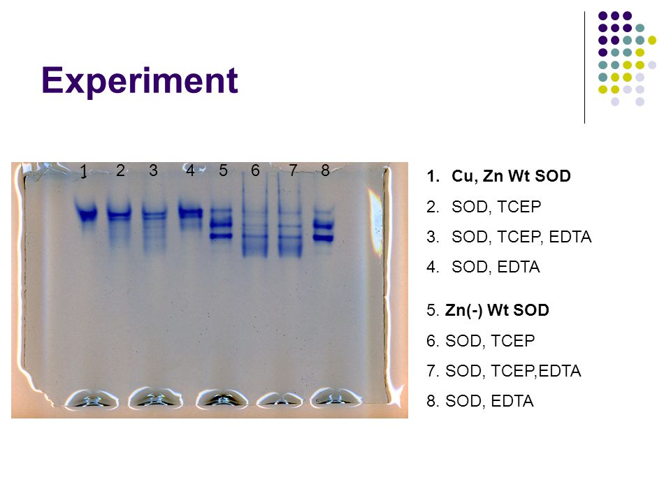 Experiment 1.Cu, Zn Wt SOD 2.SOD, TCEP 3.SOD, TCEP, EDTA 4.SOD, EDTA 5.