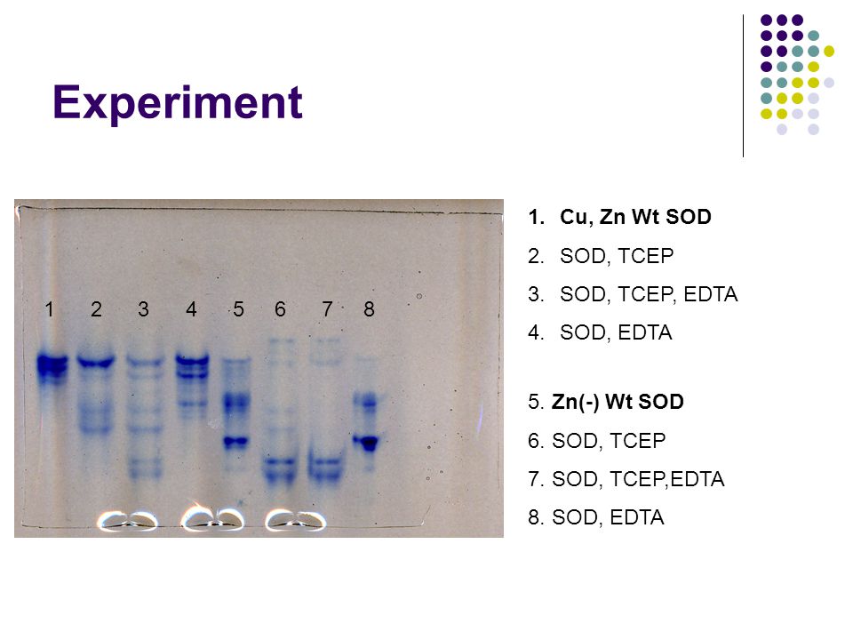 Experiment Cu, Zn Wt SOD 2.SOD, TCEP 3.SOD, TCEP, EDTA 4.SOD, EDTA 5.