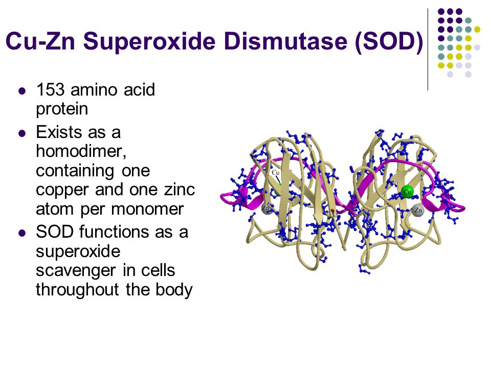 Cu-Zn Superoxide Dismutase (SOD) 153 amino acid protein Exists as a homodimer, containing one copper and one zinc atom per monomer SOD functions as a superoxide scavenger in cells throughout the body