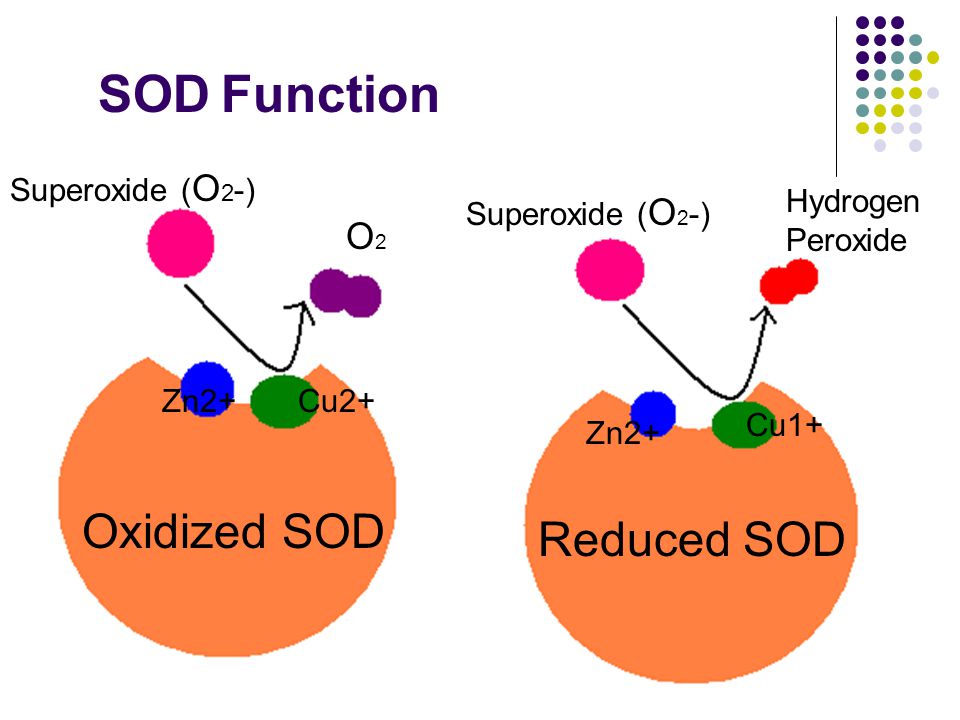 SOD Function Zn2+Cu2+ Superoxide ( O 2 -) O2O2 Hydrogen Peroxide Zn2+ Cu1+ Oxidized SOD Reduced SOD