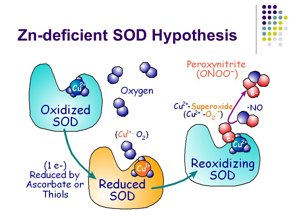 Zn-deficient SOD Hypothesis
