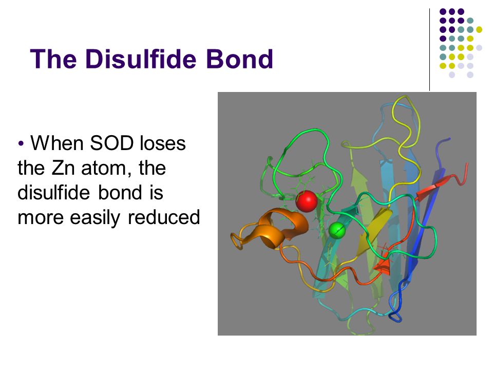 The Disulfide Bond When SOD loses the Zn atom, the disulfide bond is more easily reduced