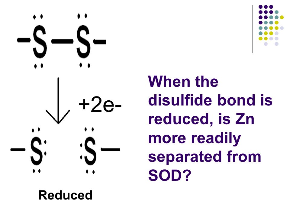 When the disulfide bond is reduced, is Zn more readily separated from SOD Reduced +2e-