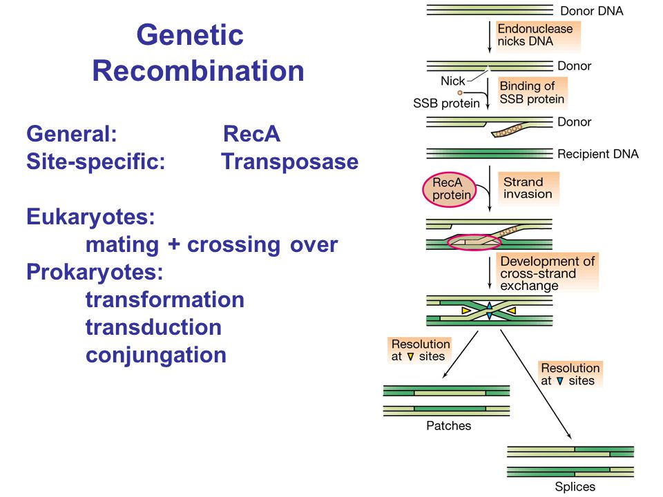 Genetic Recombination General: RecA Site-specific: Transposase Eukaryotes: mating + crossing over Prokaryotes: transformation transduction conjungation