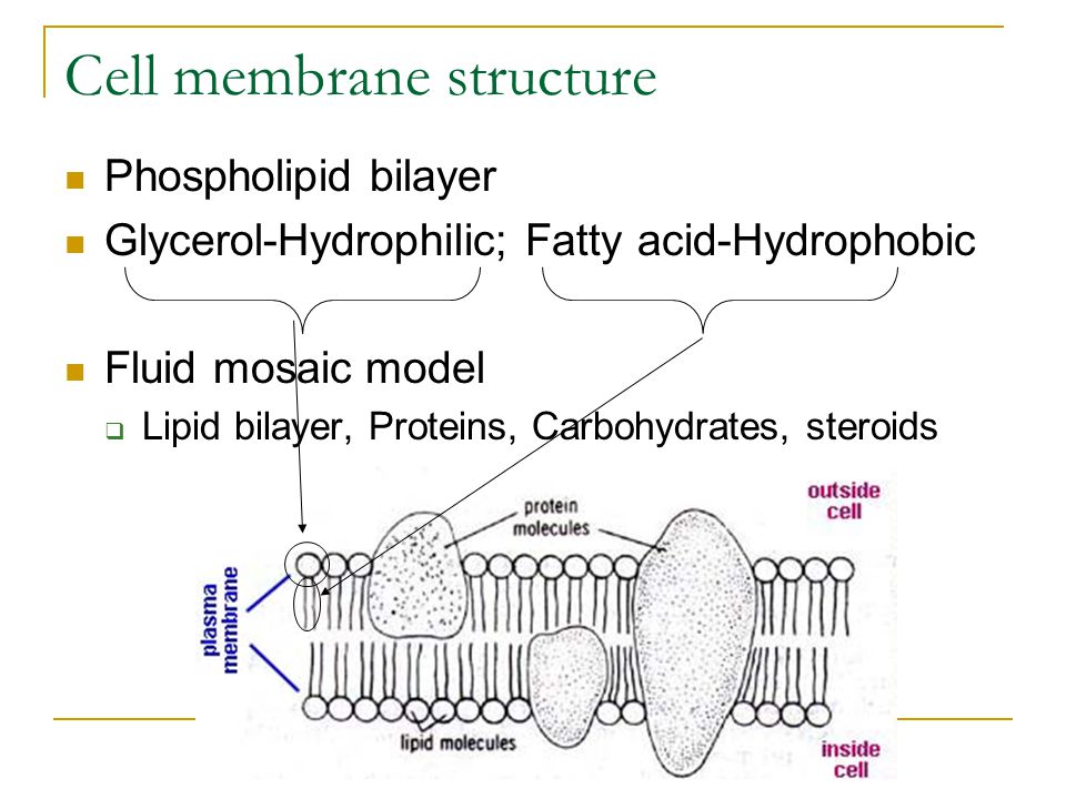 Cell Membranes Cell Membrane Structure Phospholipid Bilayer