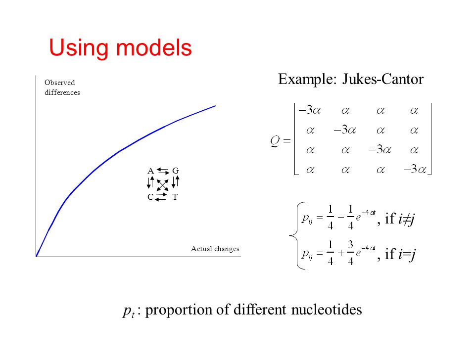 Using models Observed differences Actual changes AG CT Example: Jukes-Cantor, if i=j, if i≠j p t : proportion of different nucleotides