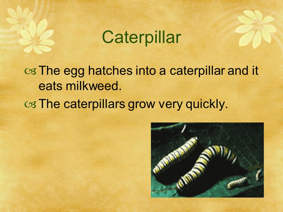 Egg  The butterfly begins its life as an egg.  The egg is laid on milkweed leaves.