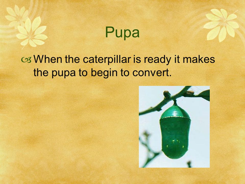 Caterpillar  The egg hatches into a caterpillar and it eats milkweed.
