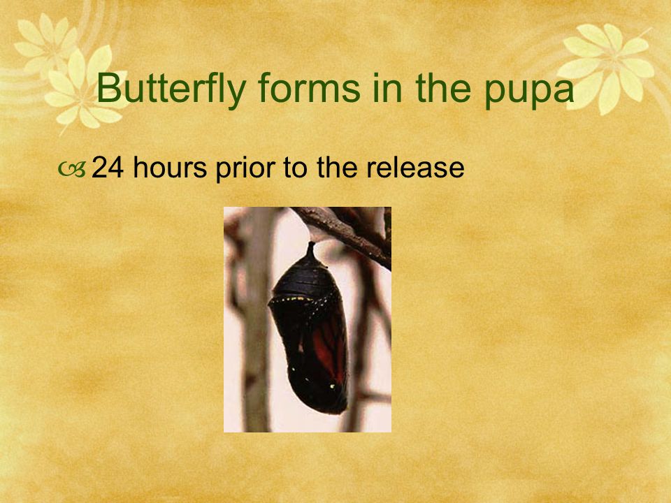 Pupa  When the caterpillar is ready it makes the pupa to begin to convert.