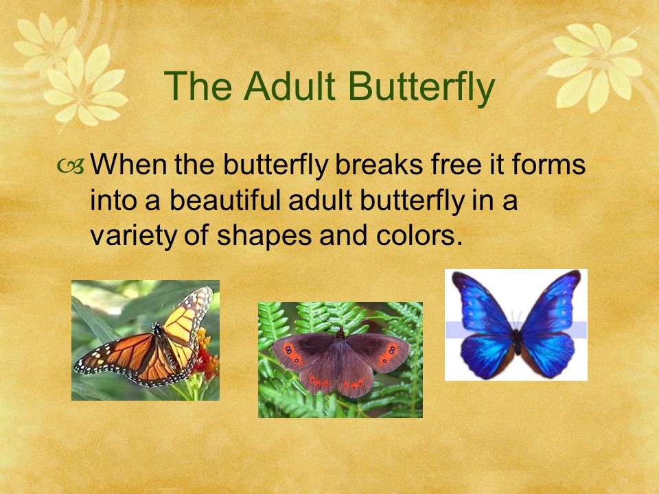 Butterfly breaks free  When the butterfly is done forming in the pupa stage, the butterfly begins to break free.
