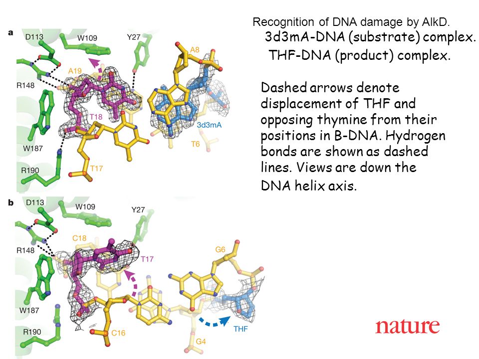 Recognition of DNA damage by AlkD. a, 3d3mA-DNA (substrate) complex.