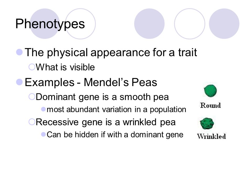 Phenotypes The physical appearance for a trait  What is visible Examples - Mendel’s Peas  Dominant gene is a smooth pea most abundant variation in a population  Recessive gene is a wrinkled pea Can be hidden if with a dominant gene