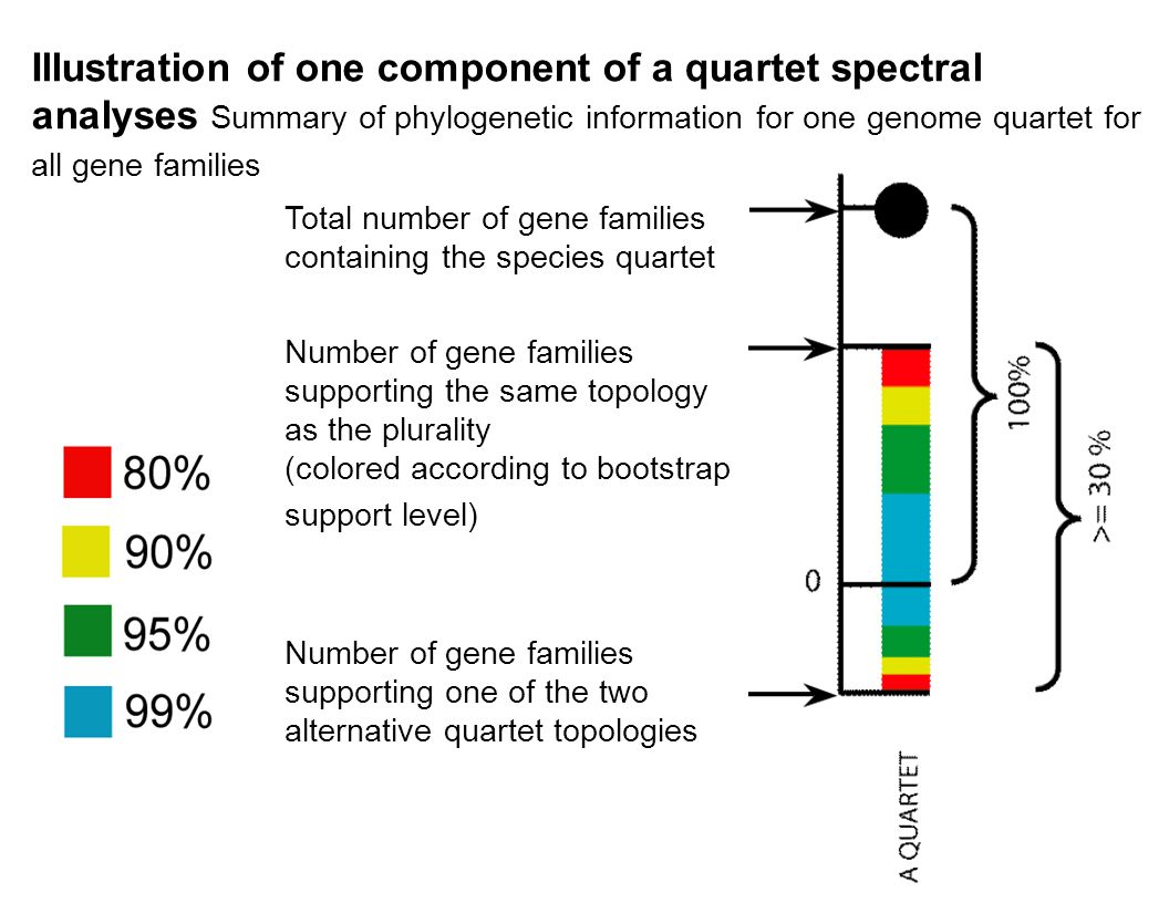 Total number of gene families containing the species quartet Number of gene families supporting the same topology as the plurality (colored according to bootstrap support level) Number of gene families supporting one of the two alternative quartet topologies Illustration of one component of a quartet spectral analyses Summary of phylogenetic information for one genome quartet for all gene families