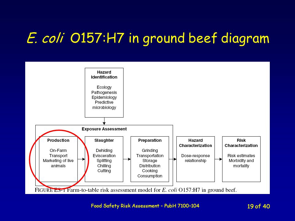 Escherichia coli O157:H7 in ground beef: review of a draft risk assessment