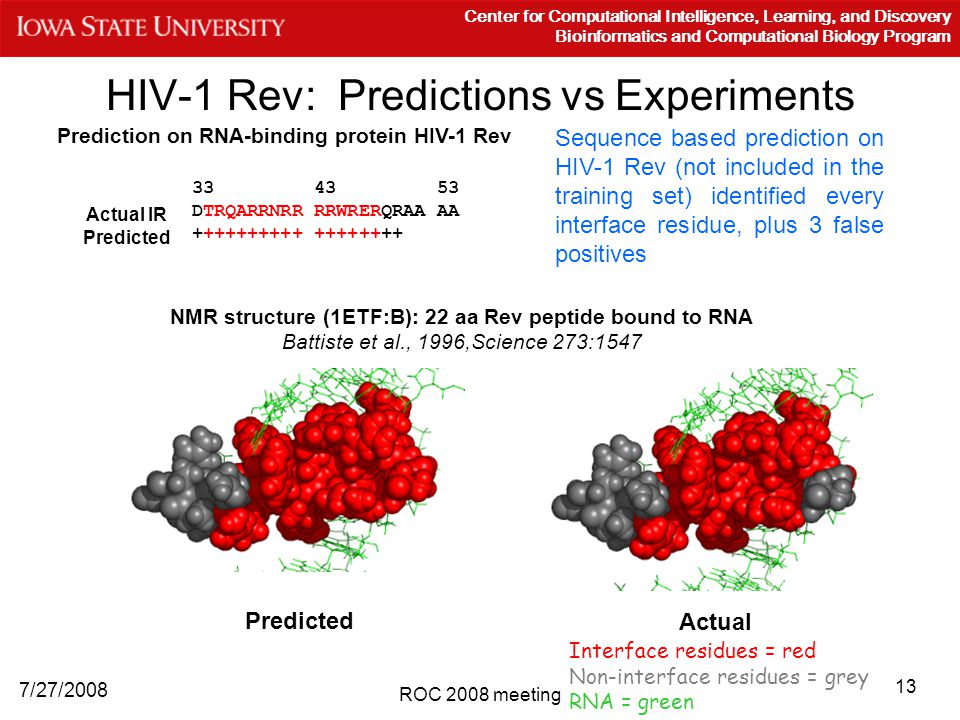 13 7/27/2008 Center for Computational Intelligence, Learning, and Discovery Bioinformatics and Computational Biology Program ROC 2008 meeting HIV-1 Rev: Predictions vs Experiments Prediction on RNA-binding protein HIV-1 Rev DTRQARRNRR RRWRERQRAA AA Actual IR Predicted Sequence based prediction on HIV-1 Rev (not included in the training set) identified every interface residue, plus 3 false positives Predicted Actual NMR structure (1ETF:B): 22 aa Rev peptide bound to RNA Battiste et al., 1996,Science 273:1547 Interface residues = red Non-interface residues = grey RNA = green