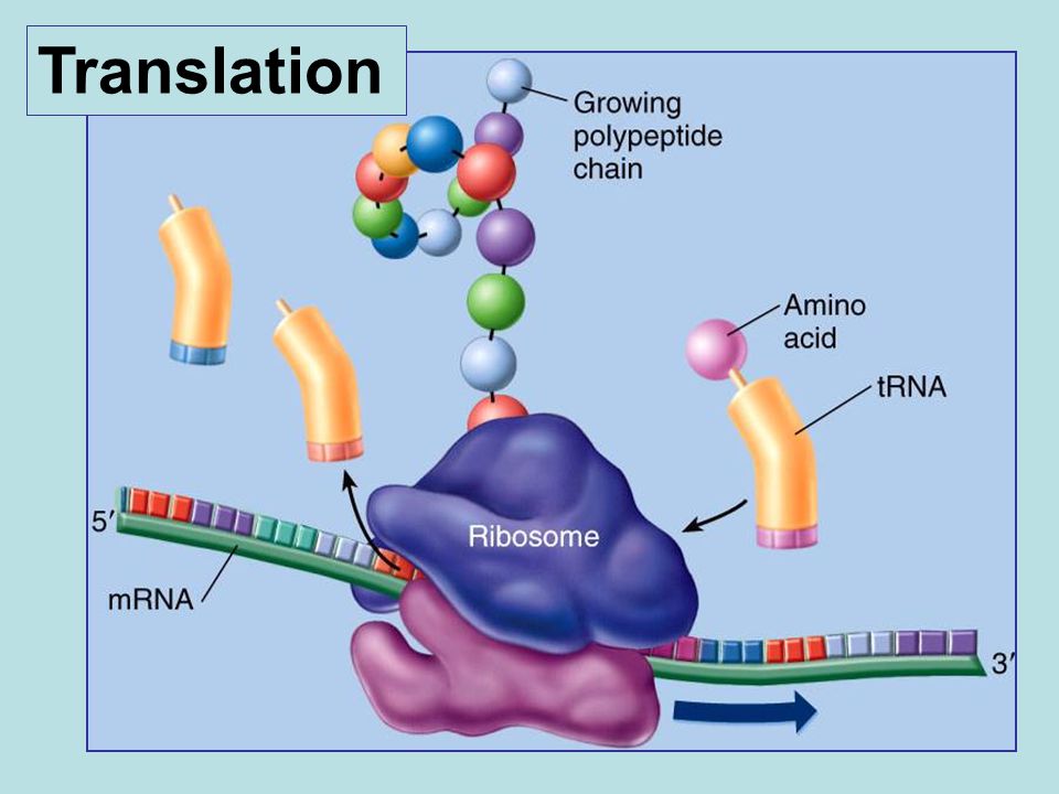 1 ген 1 полипептид. Рибосома модель. Рибосома gif. Рибосомы 3d. Рибосома 3d модель.