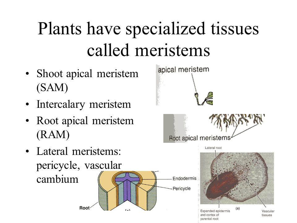 The Genetic Basis of Growth and Development. Plants are made up of cells  tissues organs. - ppt download
