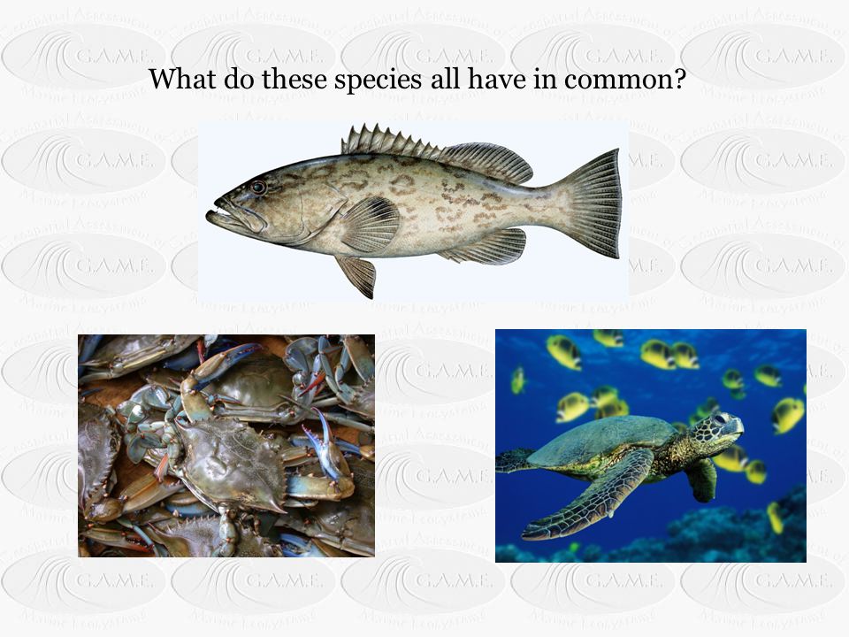 What do these species all have in common