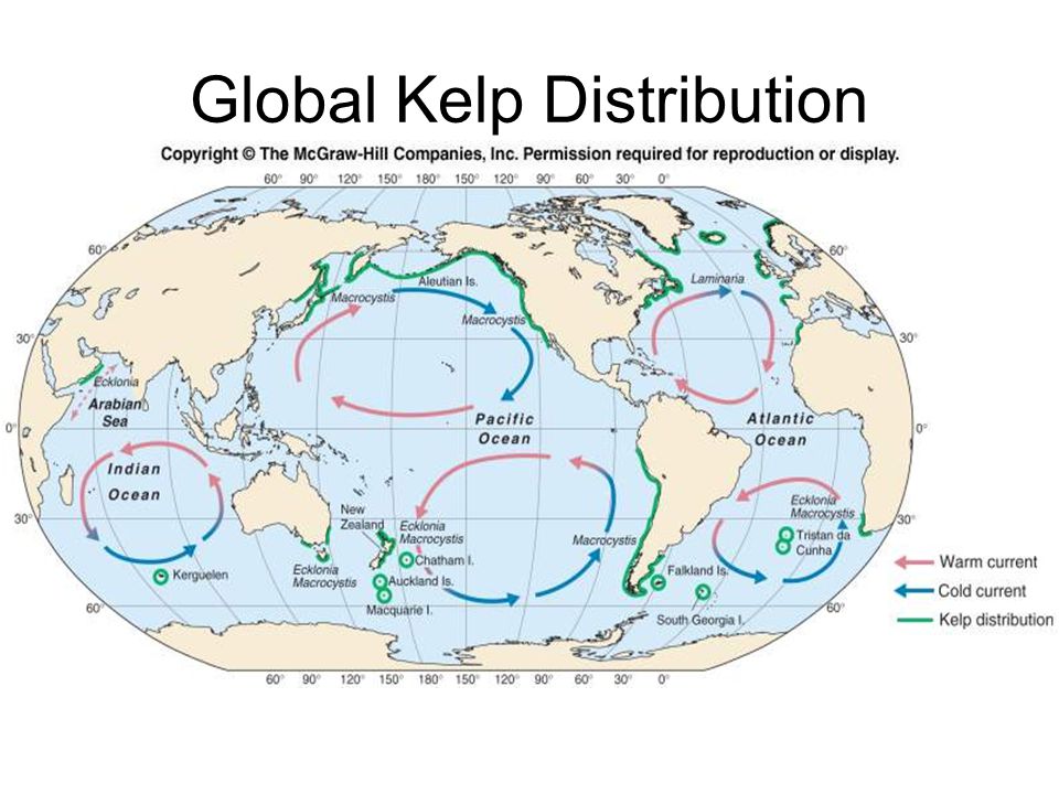 Global Kelp Distribution