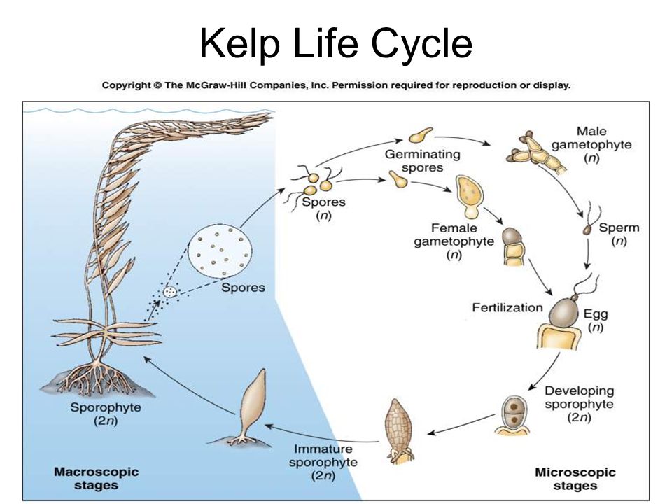 Kelp Life Cycle