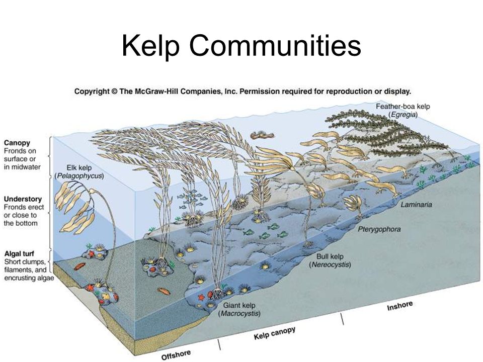 Kelp Communities