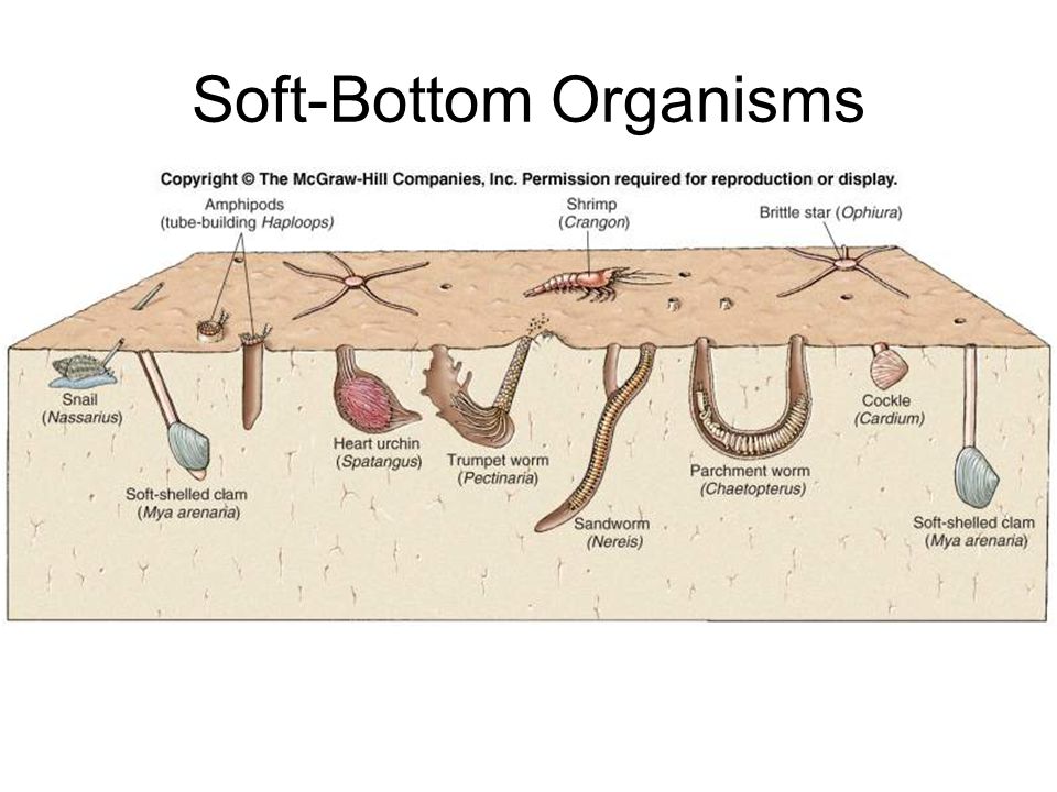 Soft-Bottom Organisms
