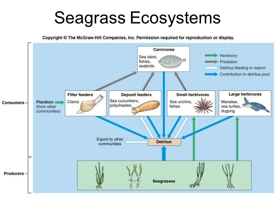 Seagrass Ecosystems