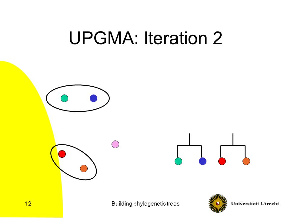 Building phylogenetic trees12 UPGMA: Iteration 2