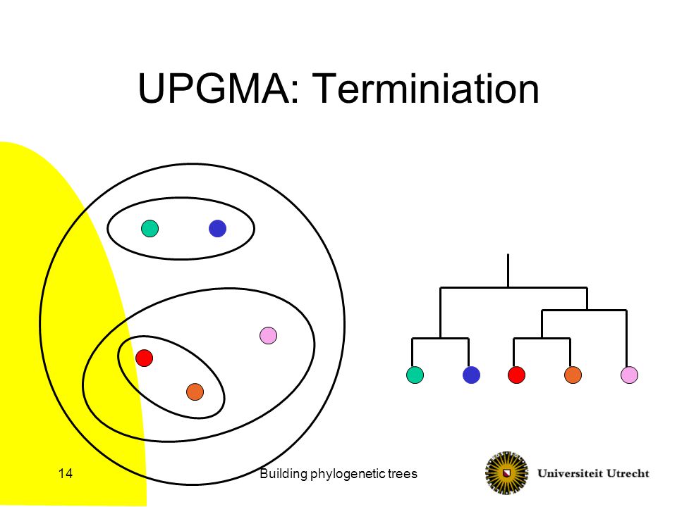 Building phylogenetic trees14 UPGMA: Terminiation
