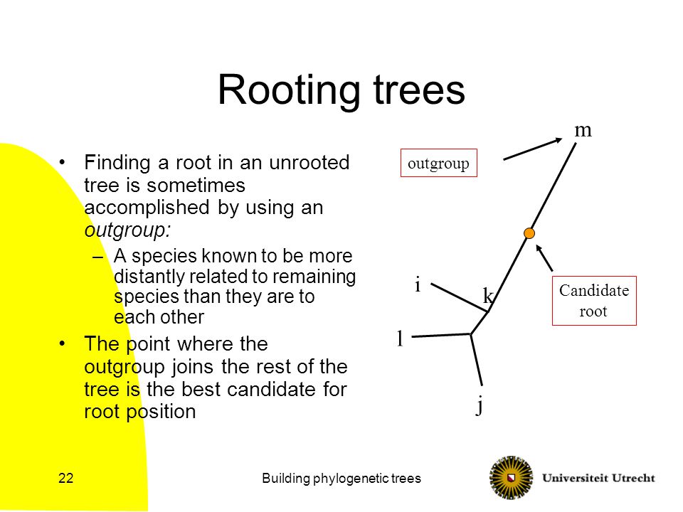 Building phylogenetic trees22 Rooting trees Finding a root in an unrooted tree is sometimes accomplished by using an outgroup: –A species known to be more distantly related to remaining species than they are to each other The point where the outgroup joins the rest of the tree is the best candidate for root position j i m k outgroup Candidate root l