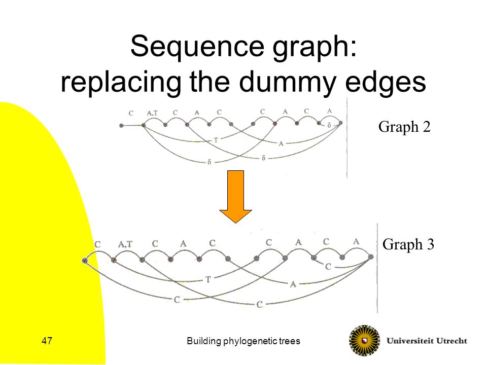 Building phylogenetic trees47 Sequence graph: replacing the dummy edges Graph 2 Graph 3