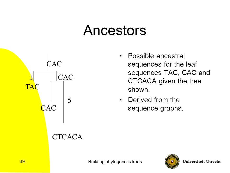 Building phylogenetic trees49 Ancestors Possible ancestral sequences for the leaf sequences TAC, CAC and CTCACA given the tree shown.