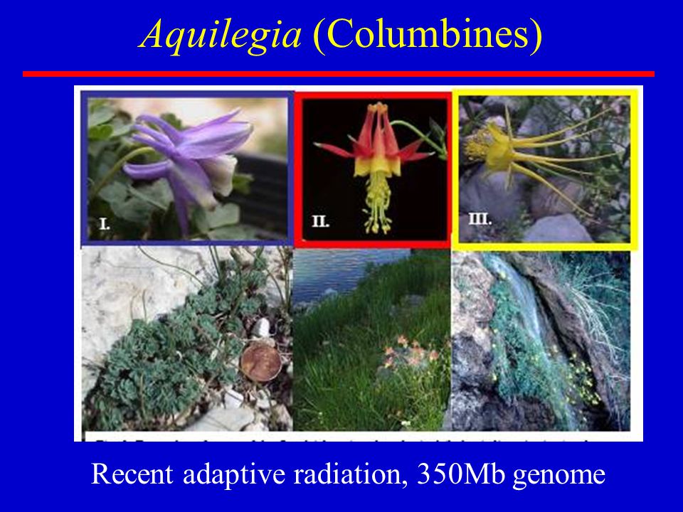 Aquilegia (Columbines) Recent adaptive radiation, 350Mb genome
