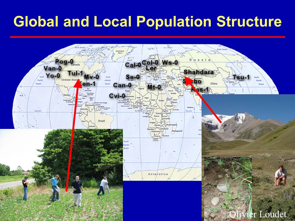 Global and Local Population Structure Olivier Loudet