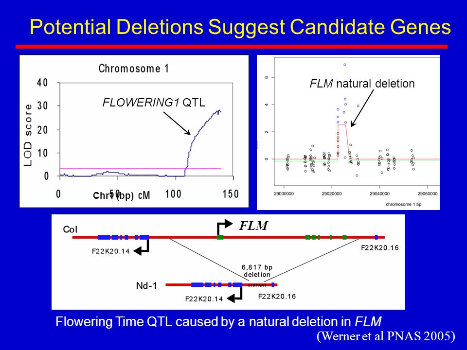 Potential Deletions Suggest Candidate Genes FLOWERING1 QTL Chr1 (bp) Flowering Time QTL caused by a natural deletion in FLM FLM FLM natural deletion (Werner et al PNAS 2005)