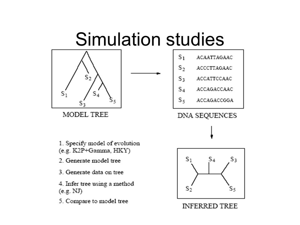 Simulation studies