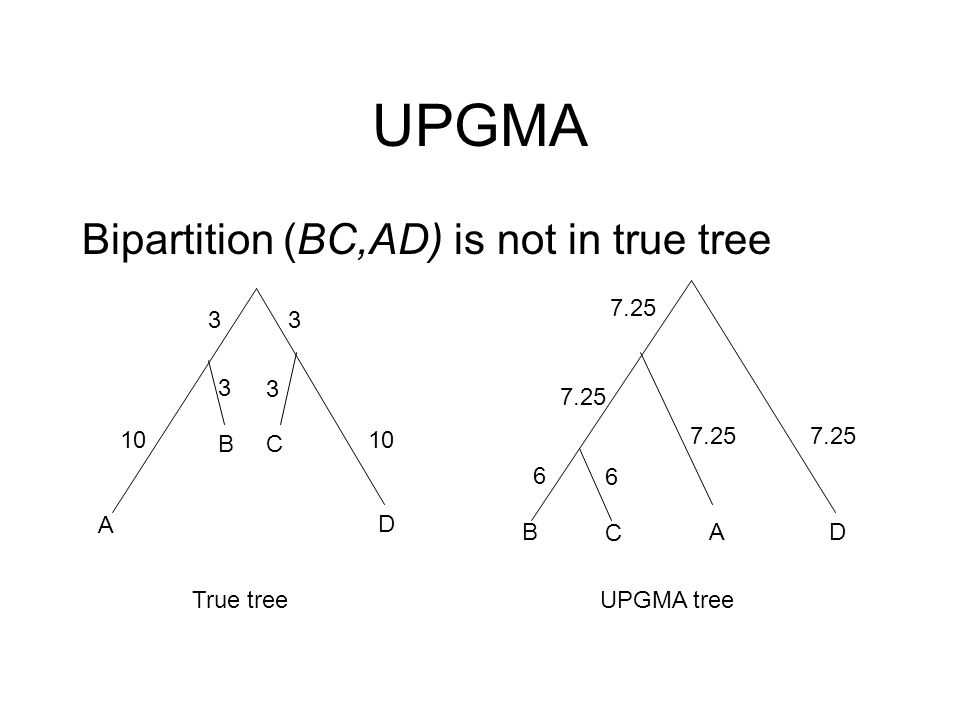 UPGMA Bipartition (BC,AD) is not in true tree BDA C A D CB True treeUPGMA tree