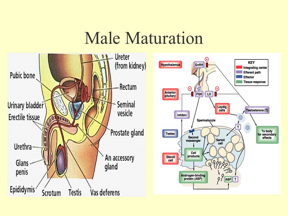 Male Maturation