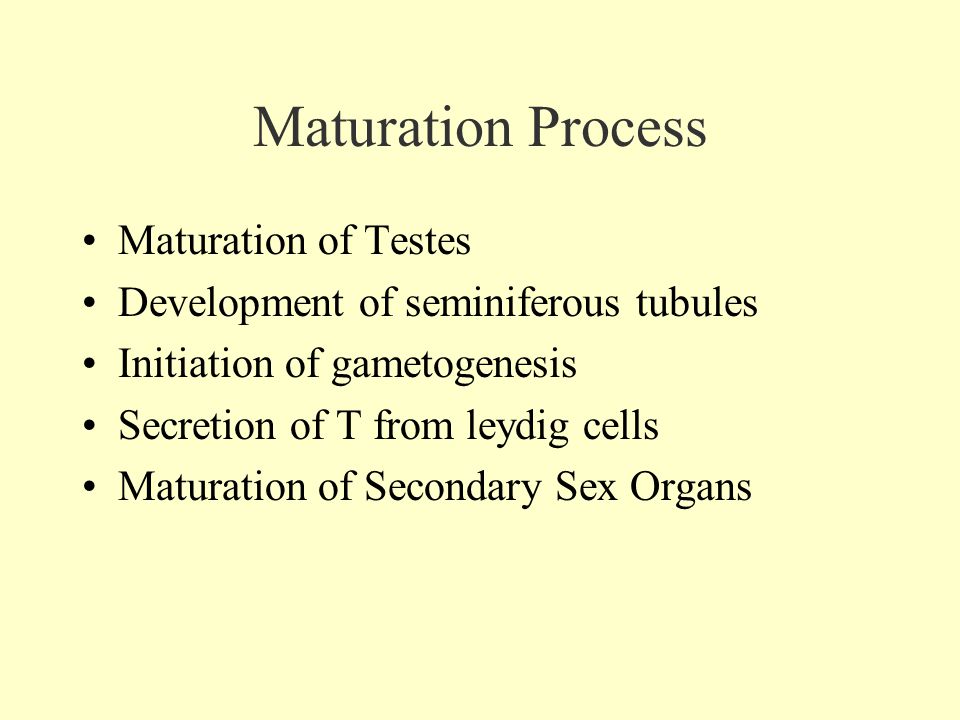 Maturation Process Maturation of Testes Development of seminiferous tubules Initiation of gametogenesis Secretion of T from leydig cells Maturation of Secondary Sex Organs