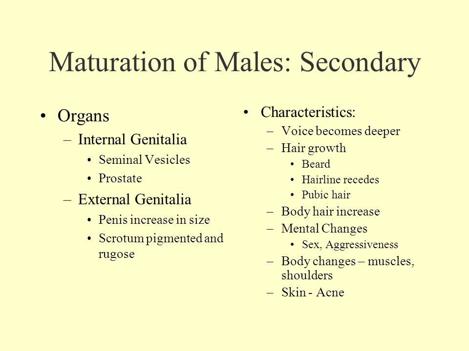 Maturation of Males: Secondary Organs –Internal Genitalia Seminal Vesicles Prostate –External Genitalia Penis increase in size Scrotum pigmented and rugose Characteristics: –Voice becomes deeper –Hair growth Beard Hairline recedes Pubic hair –Body hair increase –Mental Changes Sex, Aggressiveness –Body changes – muscles, shoulders –Skin - Acne