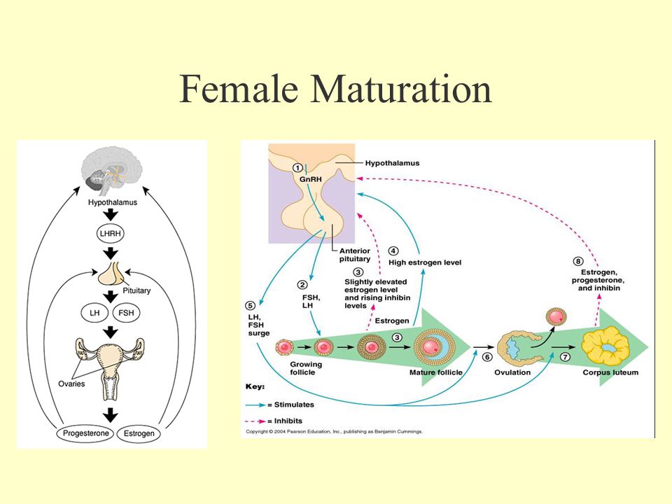 Female Maturation