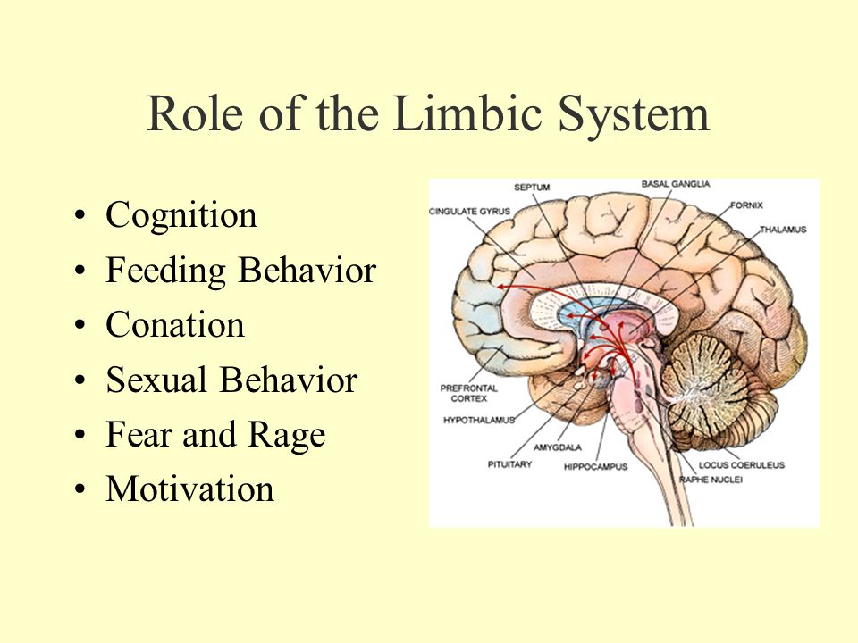 Role of the Limbic System Cognition Feeding Behavior Conation Sexual Behavior Fear and Rage Motivation