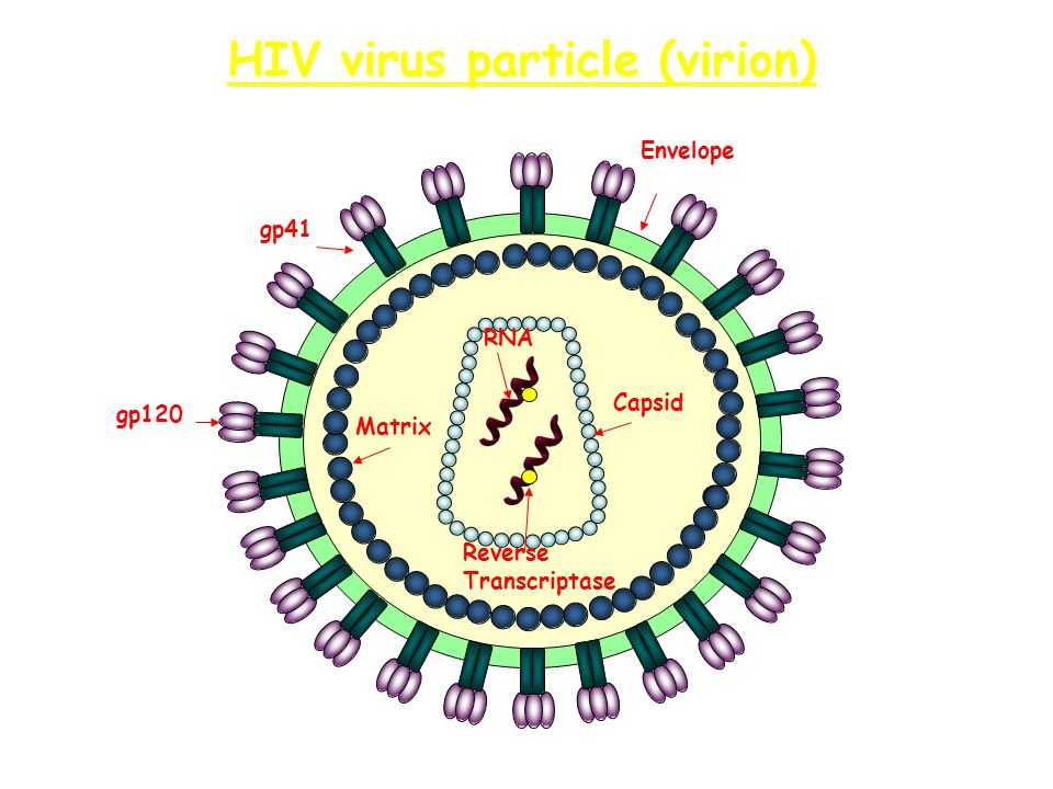 Capsid Matrix Reverse Transcriptase Envelope gp120 gp41 RNA HIV virus particle (virion)