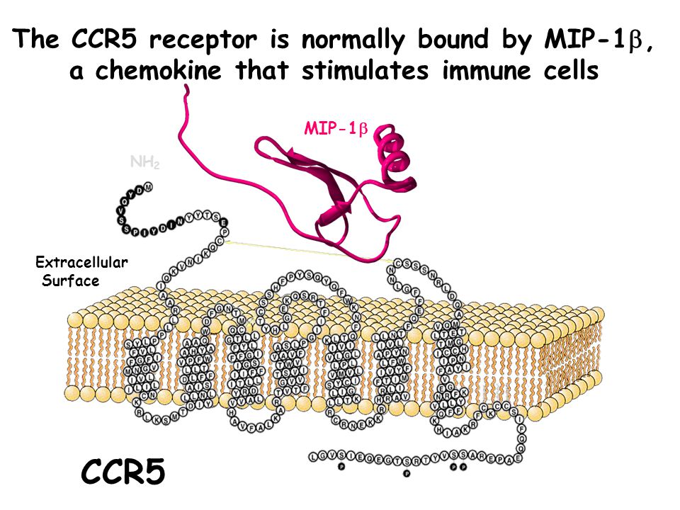NH 2 The CCR5 receptor is normally bound by MIP-1 , a chemokine that stimulates immune cells MIP-1  Extracellular Surface CCR5