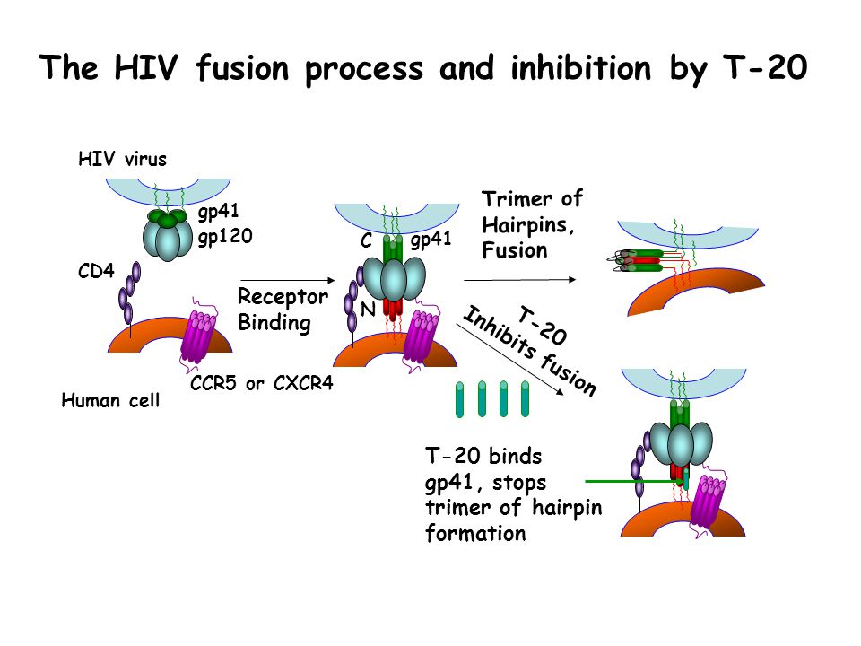 Trimer of Hairpins, Fusion T-20 Inhibits fusion T-20 binds gp41, stops trimer of hairpin formation N C gp41 Receptor Binding CD4 CCR5 or CXCR4 gp41 gp120 Human cell HIV virus The HIV fusion process and inhibition by T-20