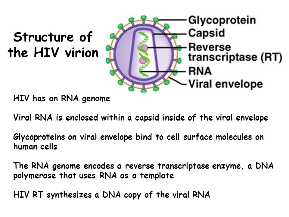 Structure of the HIV virion HIV has an RNA genome Viral RNA is enclosed within a capsid inside of the viral envelope Glycoproteins on viral envelope bind to cell surface molecules on human cells The RNA genome encodes a reverse transcriptase enzyme, a DNA polymerase that uses RNA as a template HIV RT synthesizes a DNA copy of the viral RNA