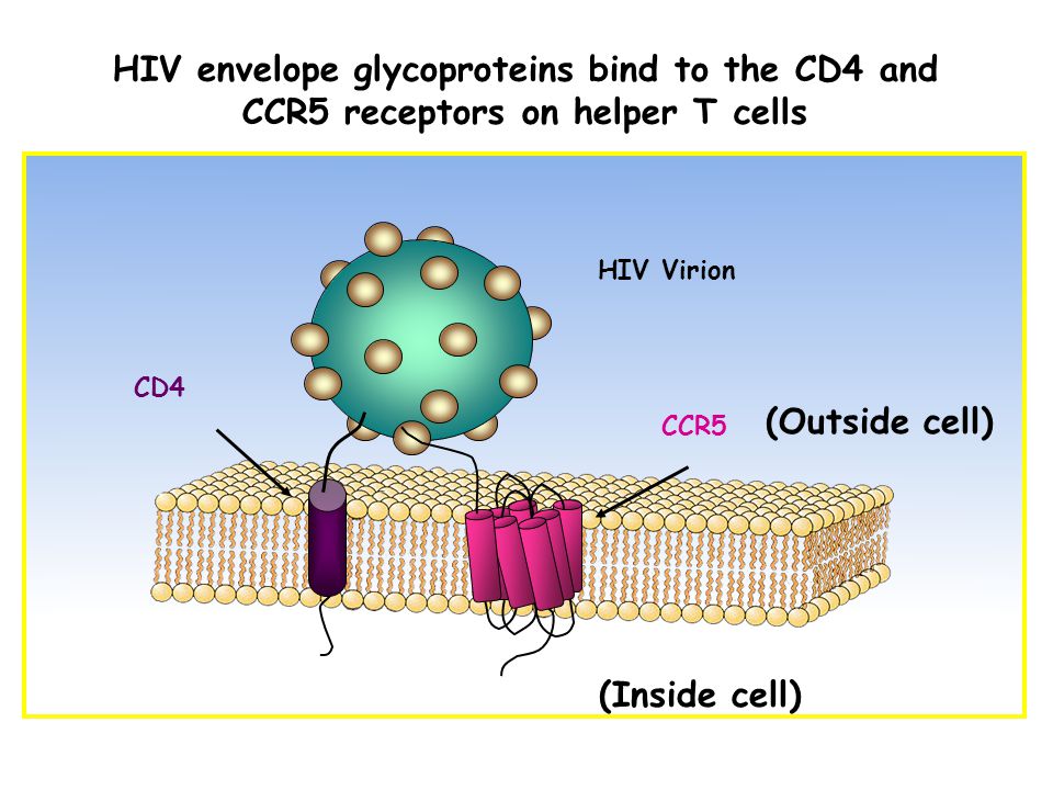HIV Virion CD4 CCR5 (Inside cell) (Outside cell) HIV envelope glycoproteins bind to the CD4 and CCR5 receptors on helper T cells