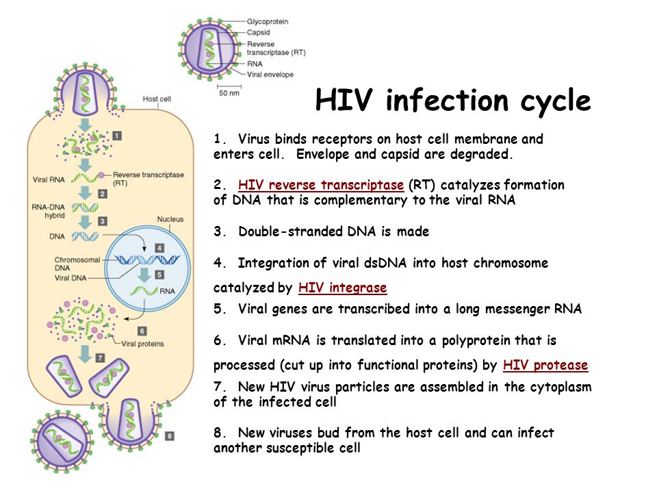 HIV infection cycle 1. Virus binds receptors on host cell membrane and enters cell.