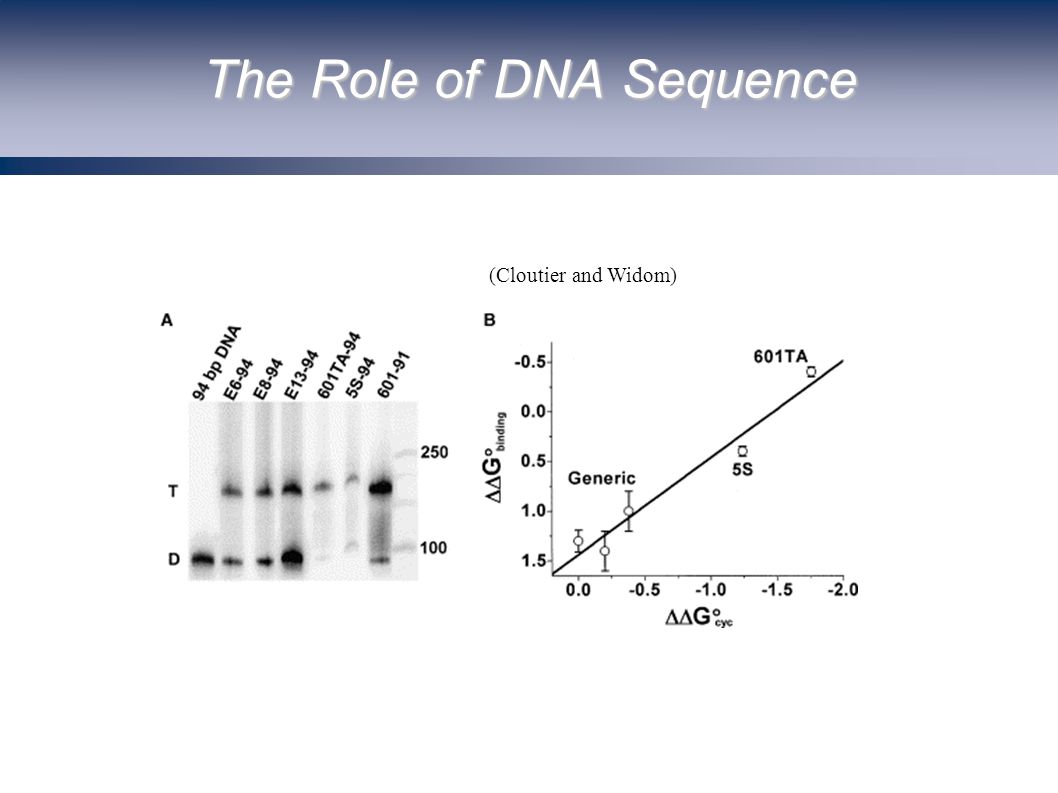 The Role of DNA Sequence (Cloutier and Widom)