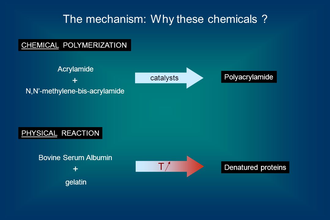 Acrylamide NN Methylene Bis Polyacrylamide Bovine Serum Albumin Acrylamide NN Methylene Bis Polyacrylamide Bovine Serum Albumin